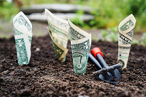 Money growing in a garden
